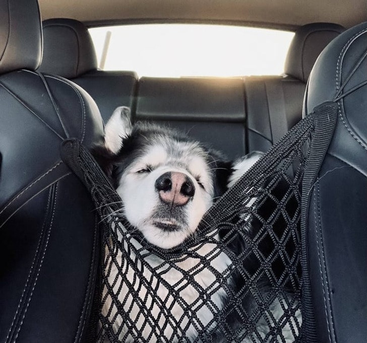 Пес едет в авто - курьезное фото