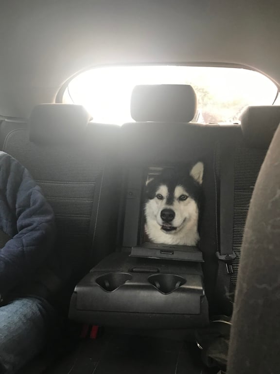 Когда собака в машине – курьезное фото