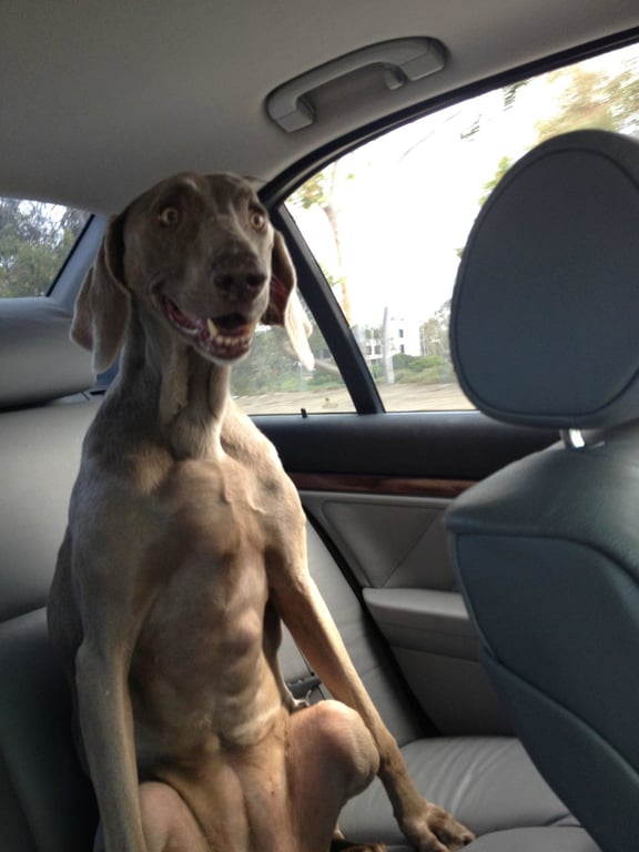 Пес доволен поездкой в авто - смешная фотография