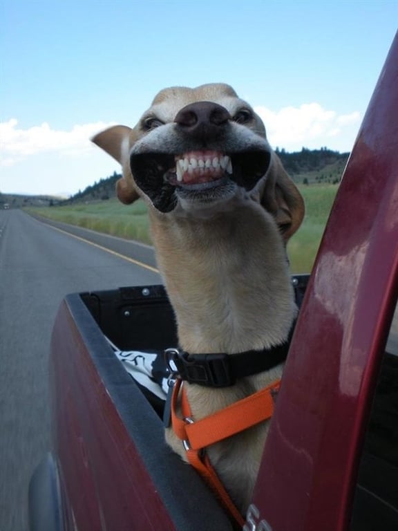 Собака радуется путешествию в машине - курьезная картинка