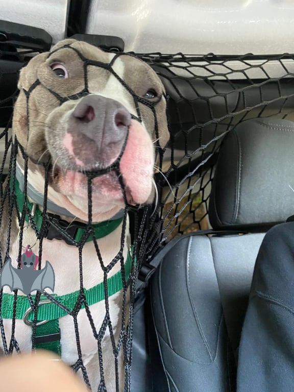 Курйозне фото собаки, яку взяли з собою в машину