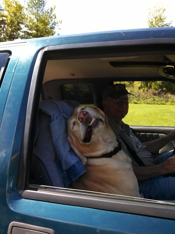 Курьезное фото собаки, которая уснула в машине