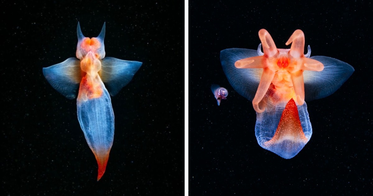 Удивительное животное похоже на инопланетянина - морской ангел