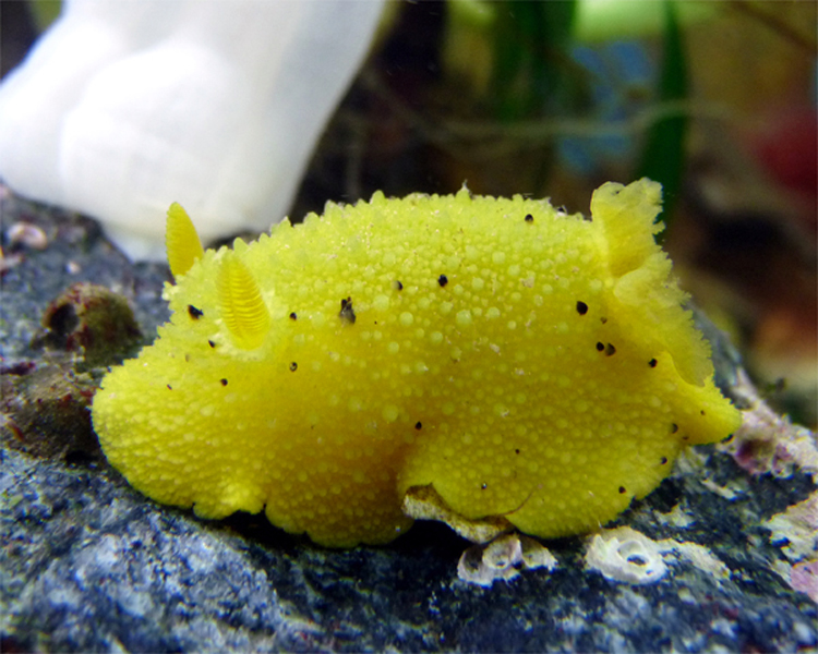 Дивовижна тварина схожа на інопланетянина - морський лимон