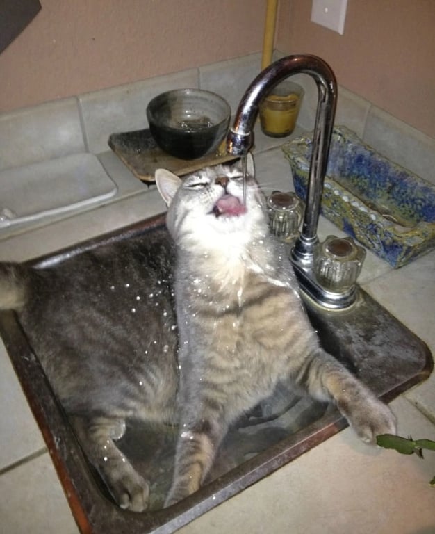 Кот наслаждается водой.