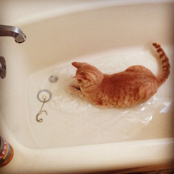 Курьезное фото кота, играющего в воде