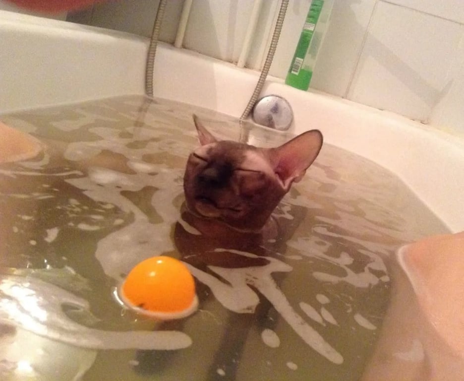 Курйозне фото кота, який насолоджується водними процедурами