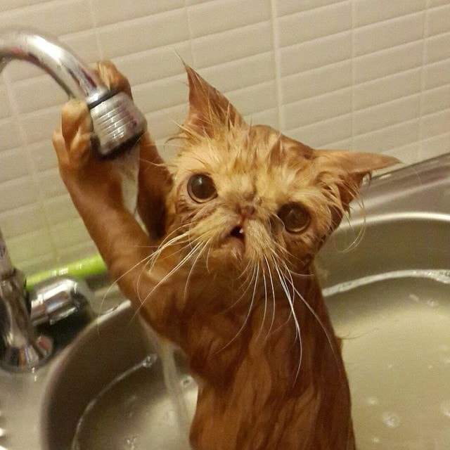 Смішний мокрий кіт
