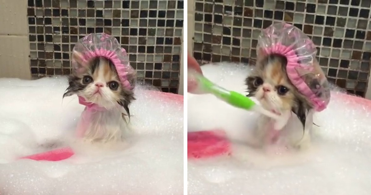 Кот принимает ванну - забавная картинка