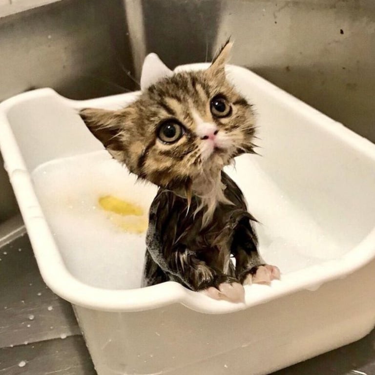 Маленький котик принимает ванну.