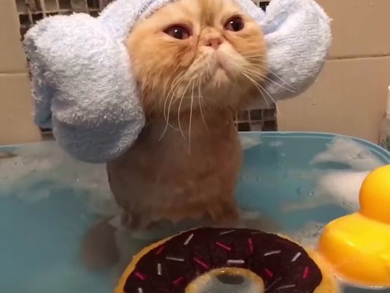 Смешной кот в ванной - фото из соцсетей