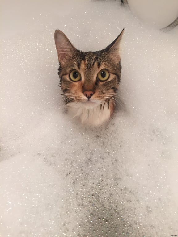 Как кот принимает ванну - курьезное фото из соцсетей