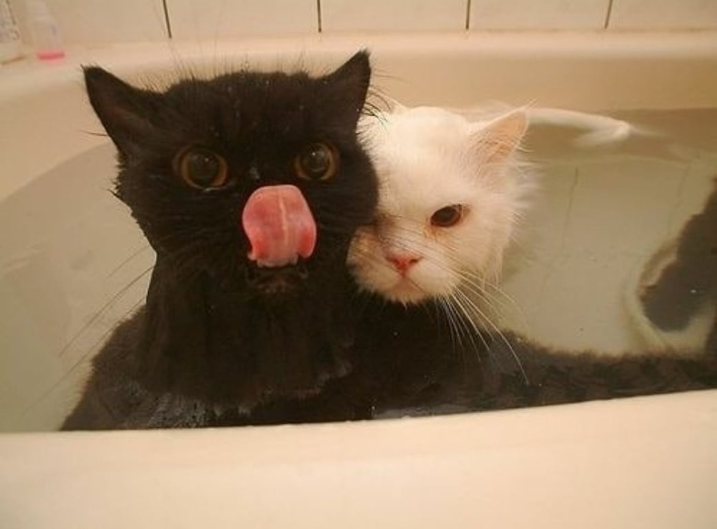Кошки, которые любят воду - самое смешное фото