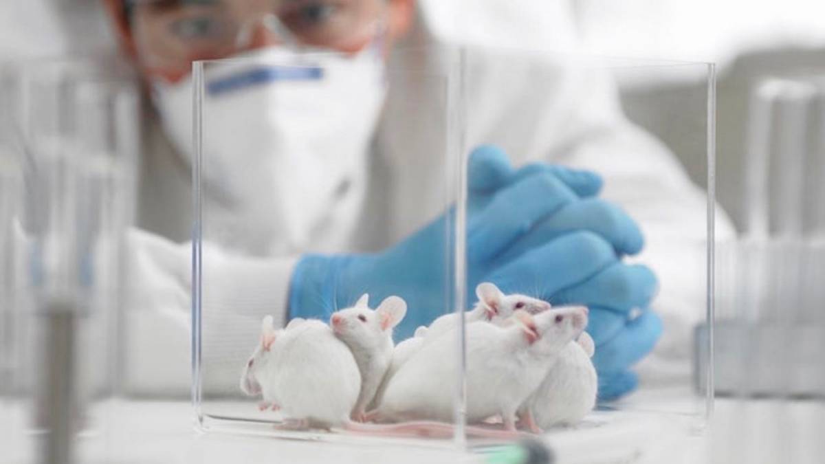 Ученые провели исследование с двумя группами мышей