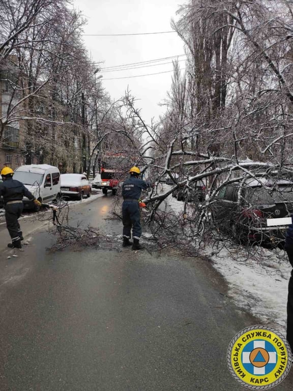 повалені дерева