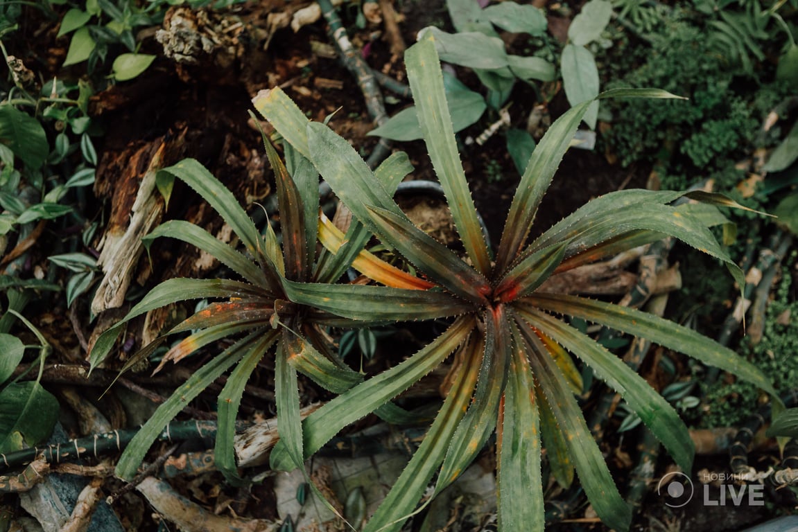 ботсад Гришка