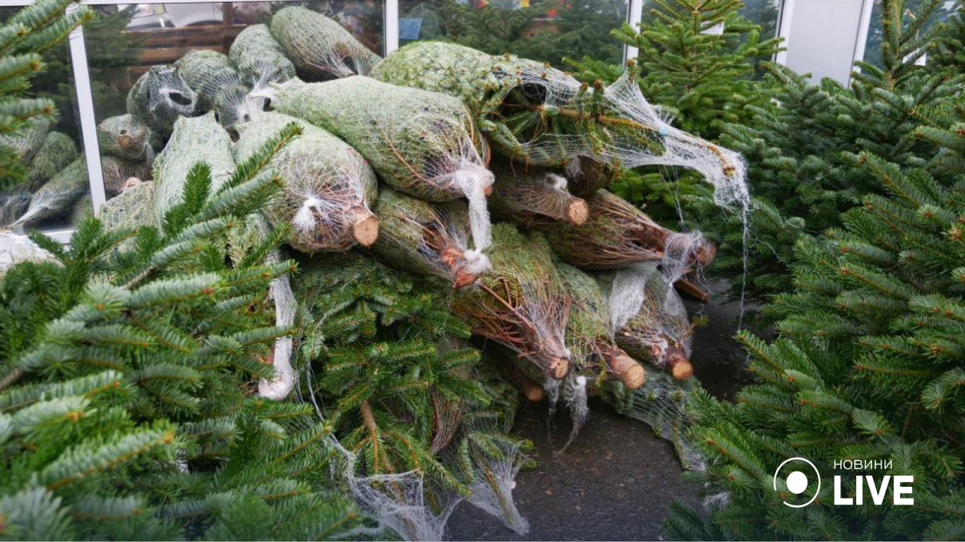 Новогодние елки в Одессе.
