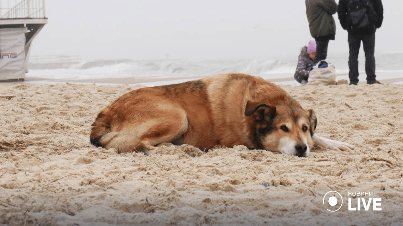 Туманно и несокрушимо