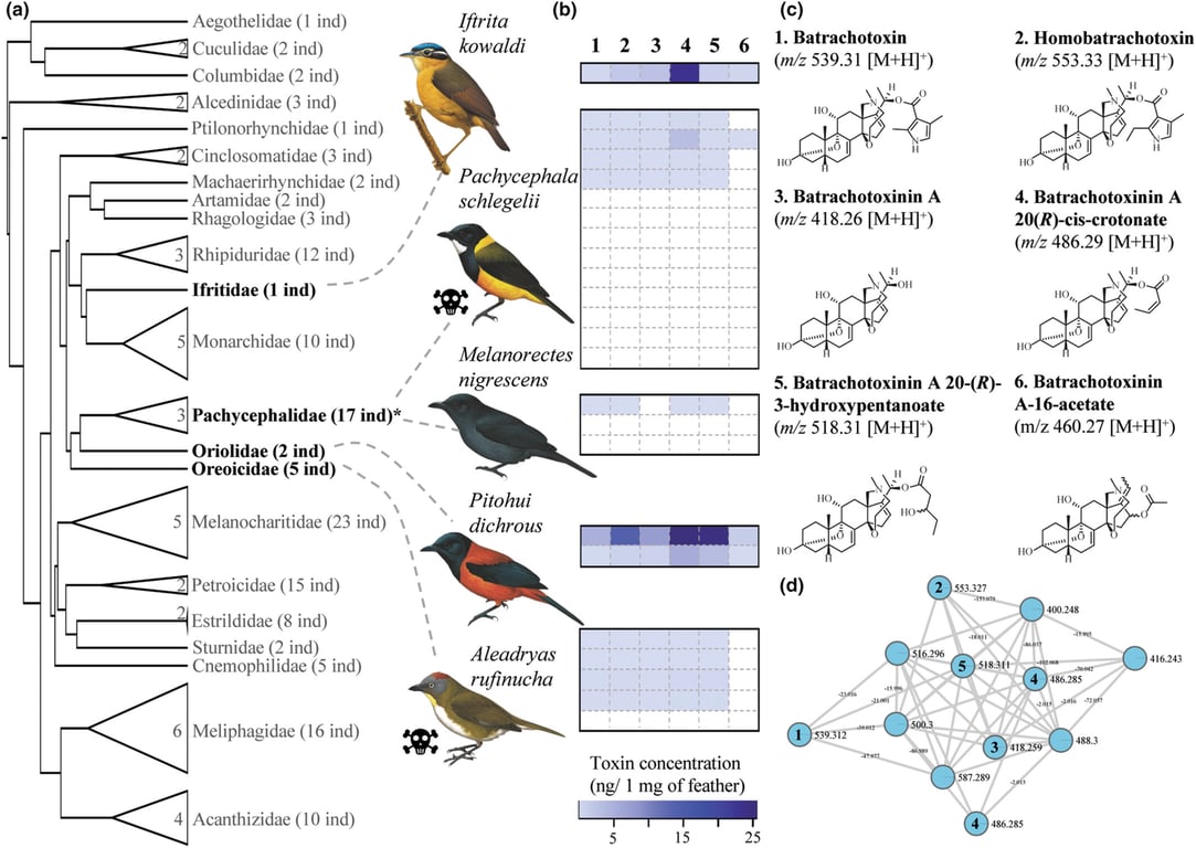 Дроздовые мухоловки