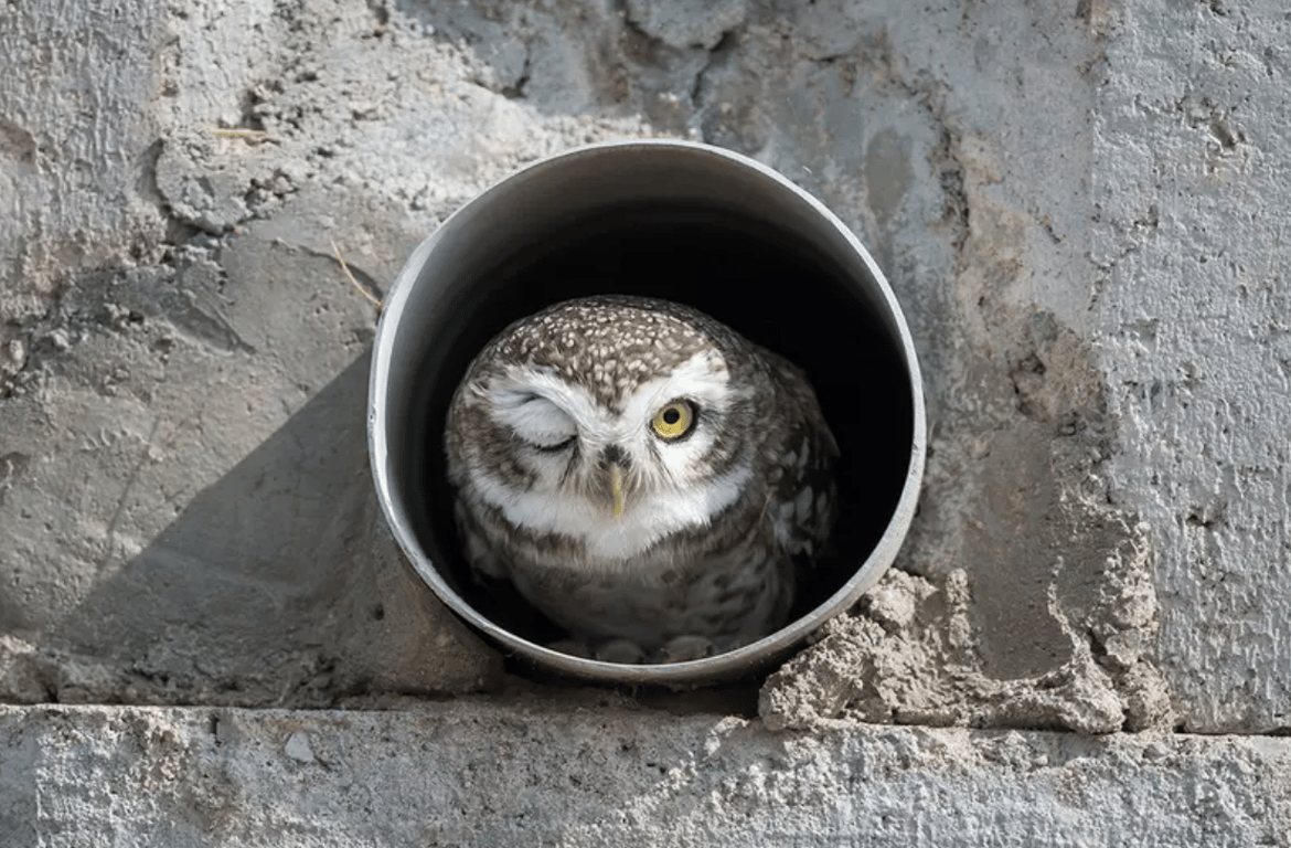 Сова подмигивает