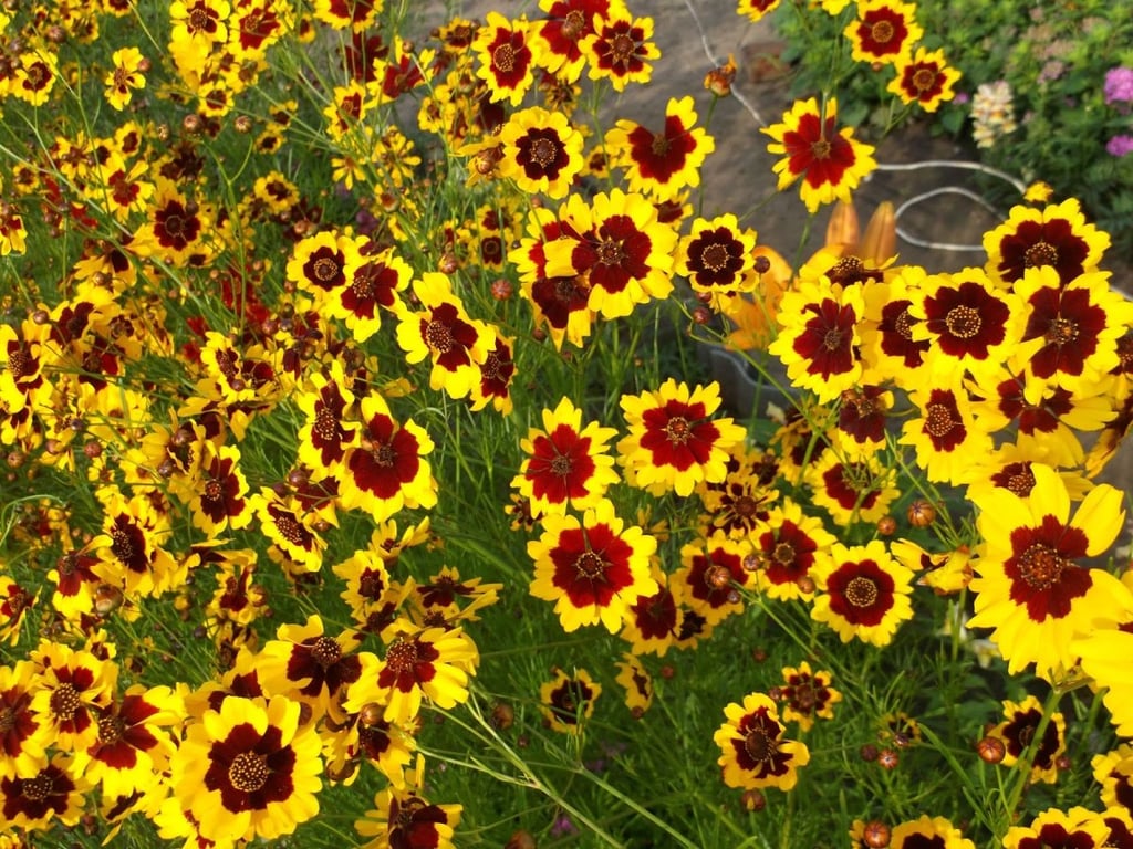 Які квіти можна саджати у відкритий грунт