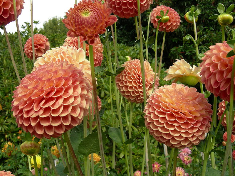 Як садити Жоржини в травні