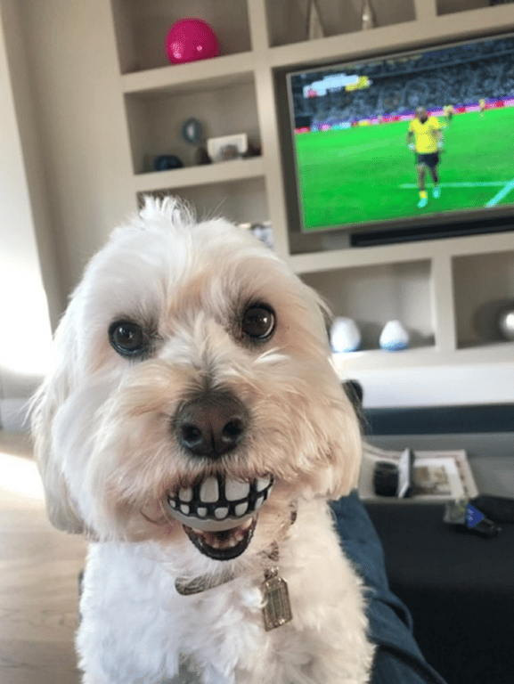 Собака тримає смішний м'яч у роті