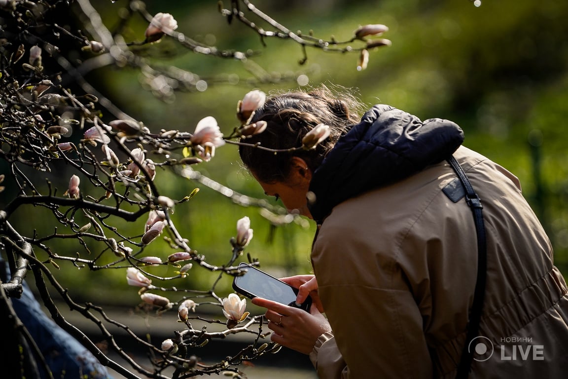 Магнолії в ботсаду ім.Фоміна