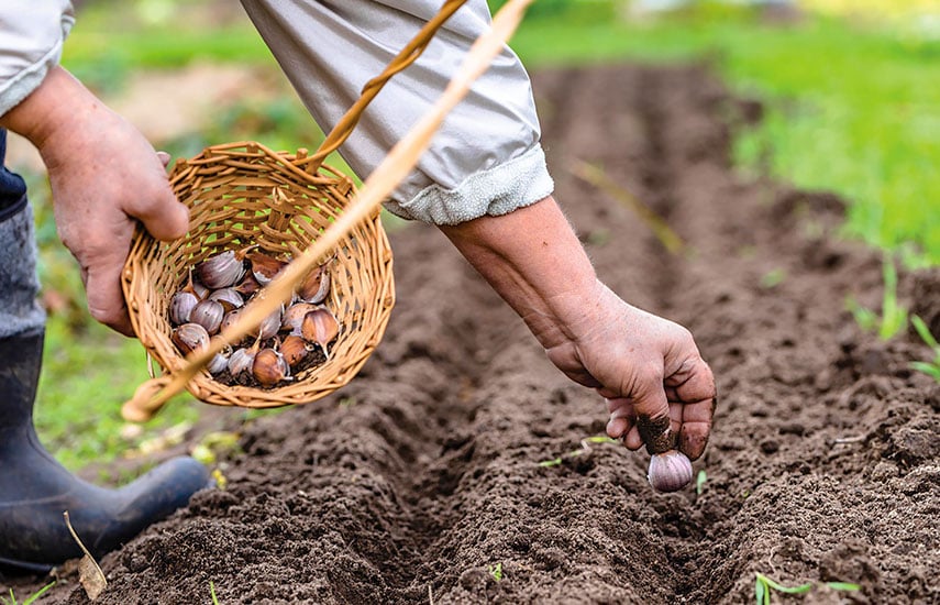 Какие растения нельзя сажать рядом