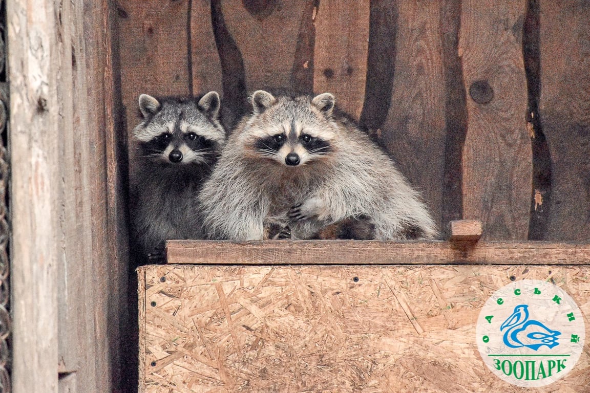 пара року в зоопарку