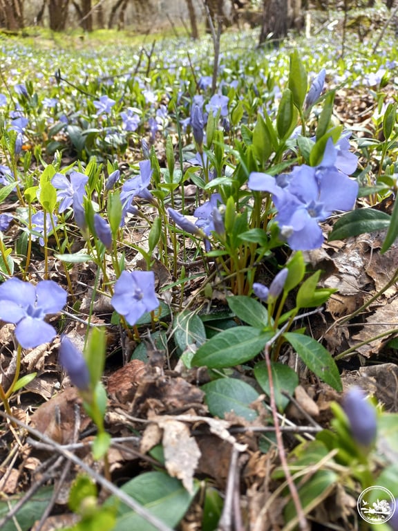 Цвітіння барвінку у Зоні