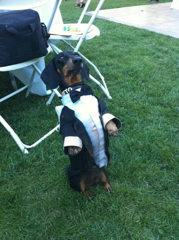 Собака на весіллі підкорив гостей своїм елегантним виглядом