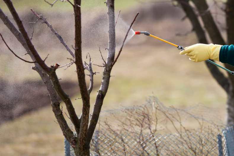 Мідний купорос для обробки дерев