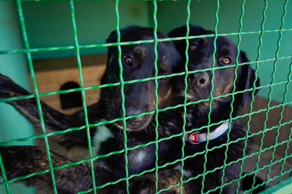 Приют для животных