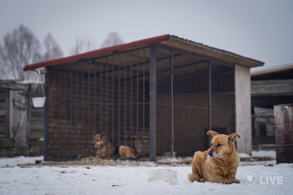 Притулок Сіріус