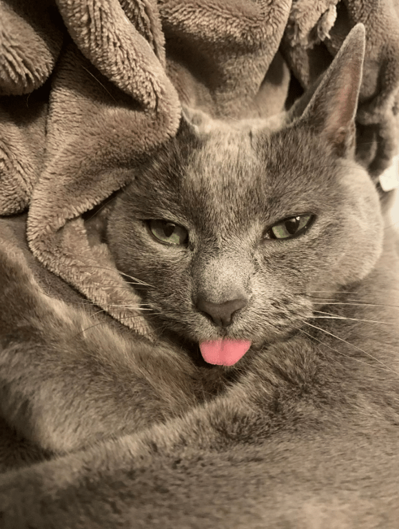 Кіт витягнув язика