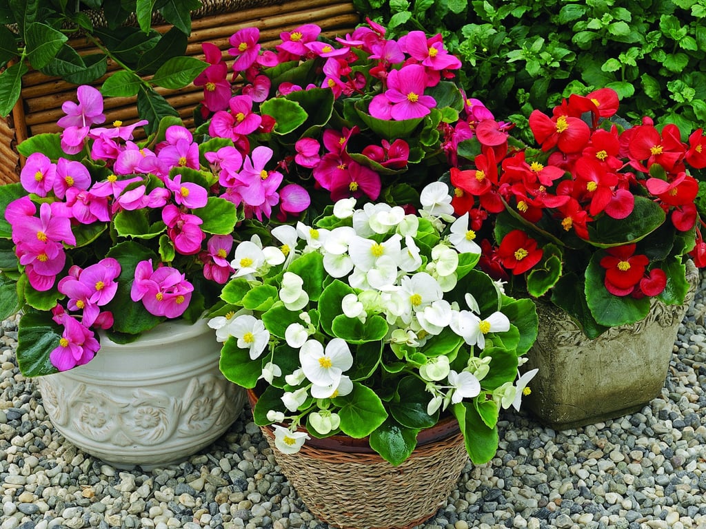 Коли садити бегонії