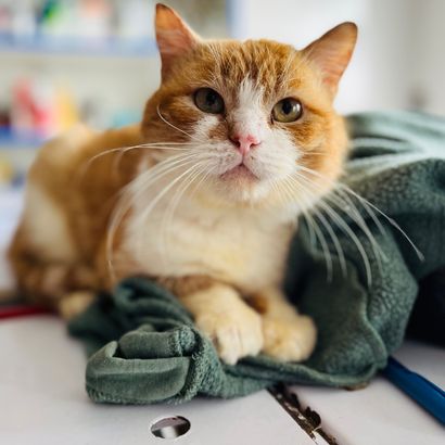 кіт Петрович з притулку "Сіріус"