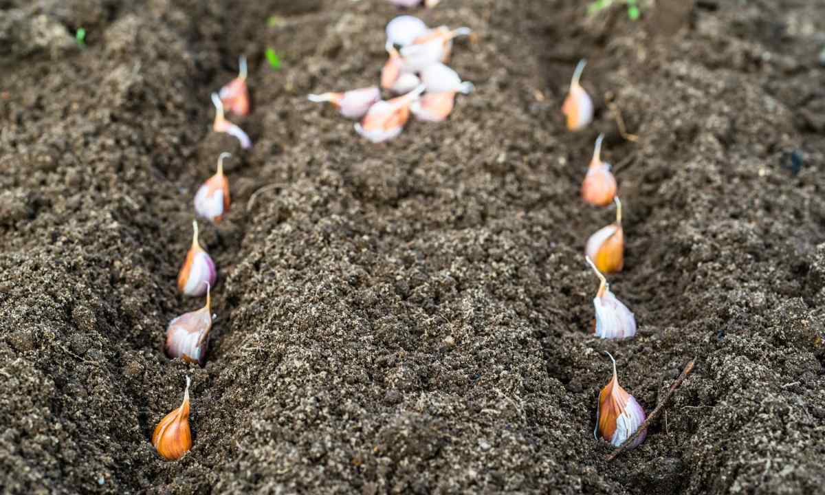 Правила севооборота: где лучше садить чеснок