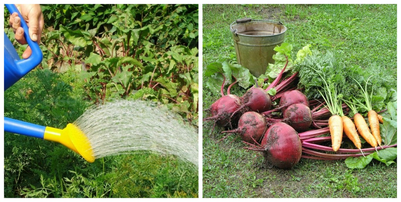 Морковь и буряк