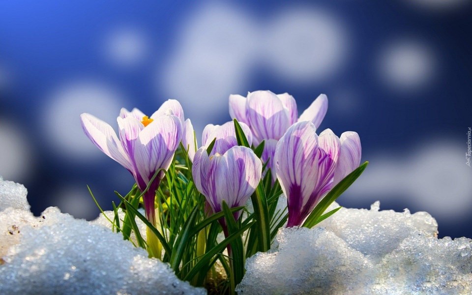 День весняного рівнодення 20 березня — привітання у прозі