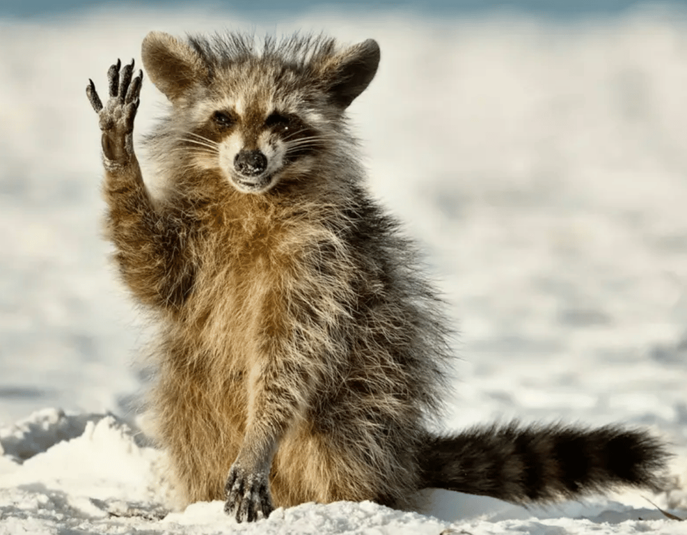 Енот дает пять