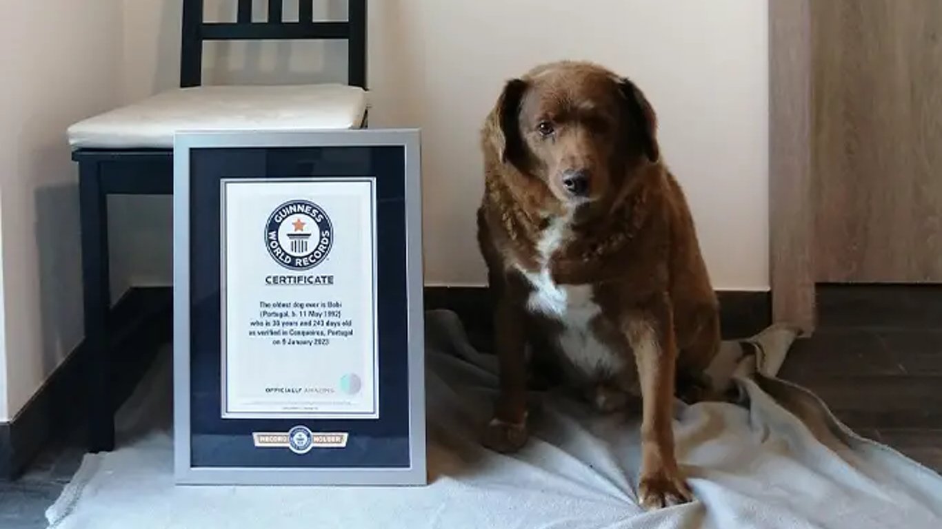 В Португалии пес установил мировой рекорд и вошел в Книгу Гиннеса, как старейшая собака в мире