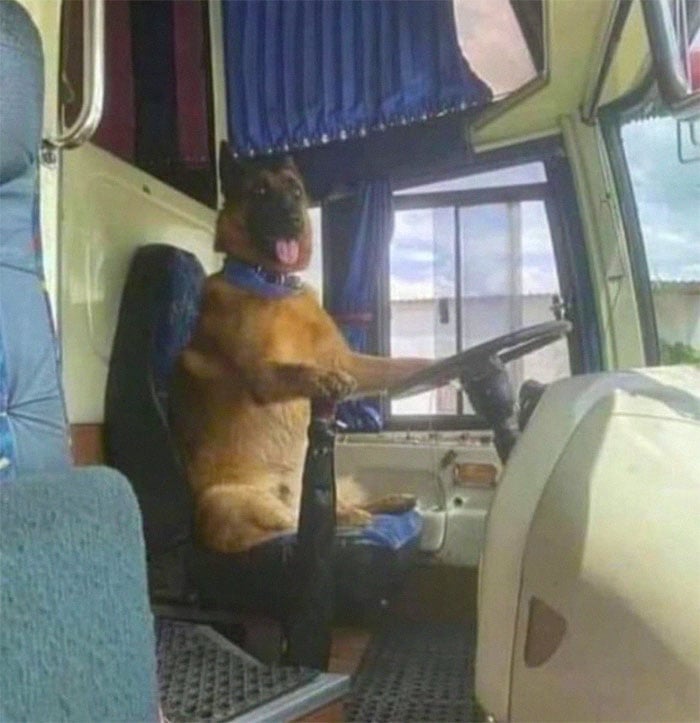 Пес за рулем