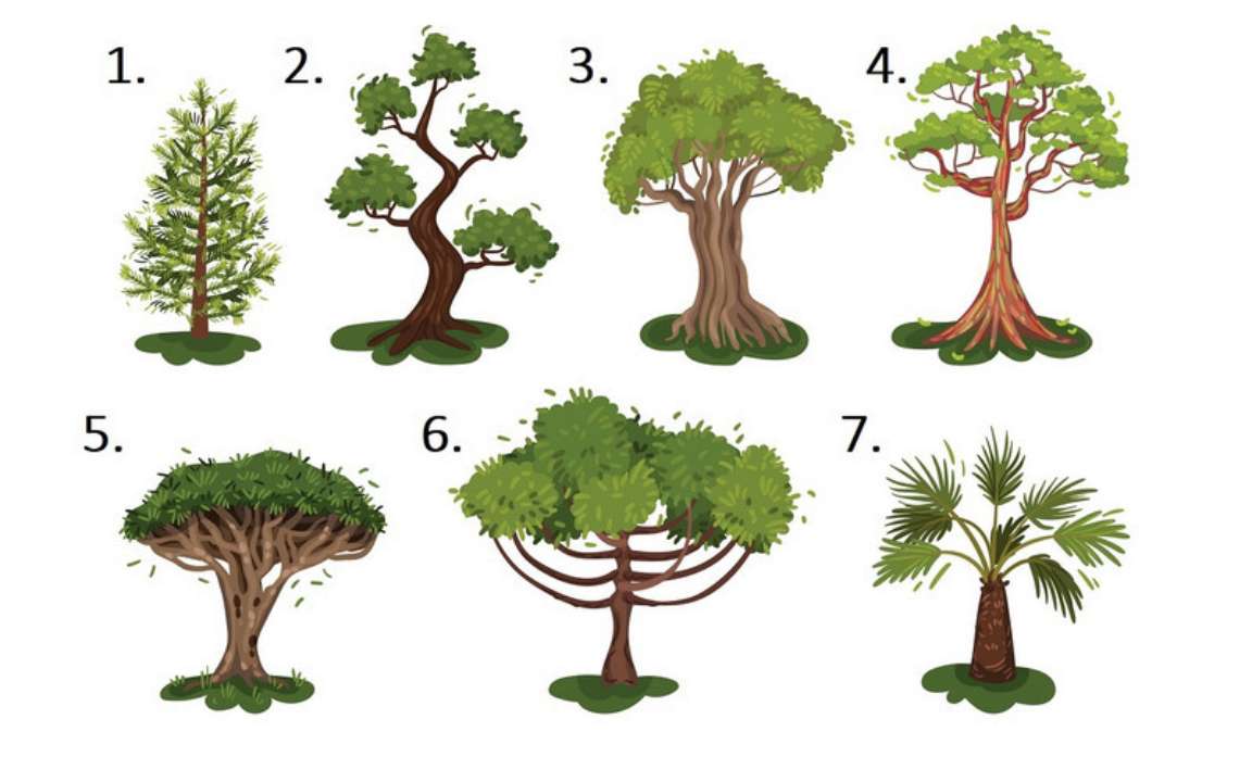 Психологічний тест за картинкою: виберіть дерево