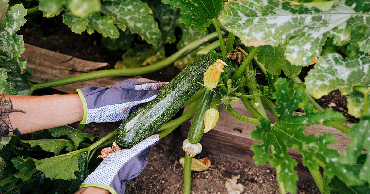 Полив кабачків — що категорично не можна робити