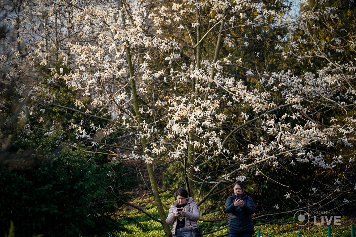 Магнолії в ботсаду ім.Фоміна