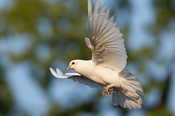 Благовіщення 2023 — привітання у віршах українською мовою