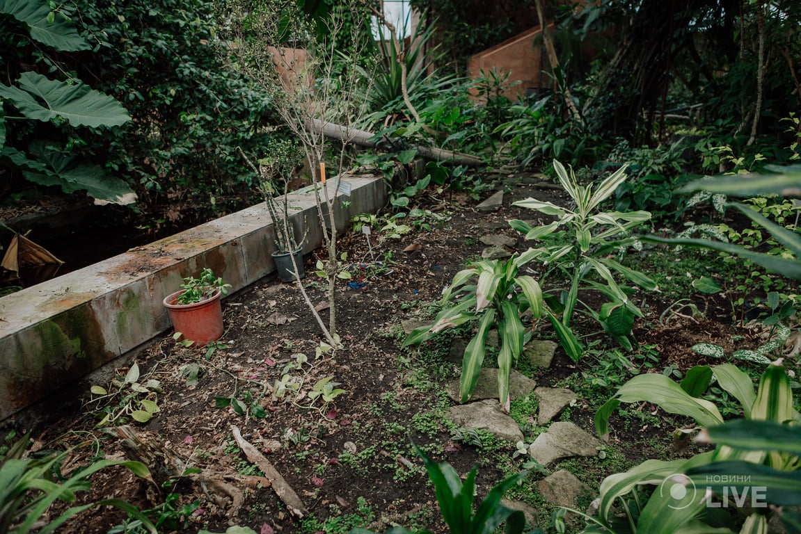 ботсад оранжерея