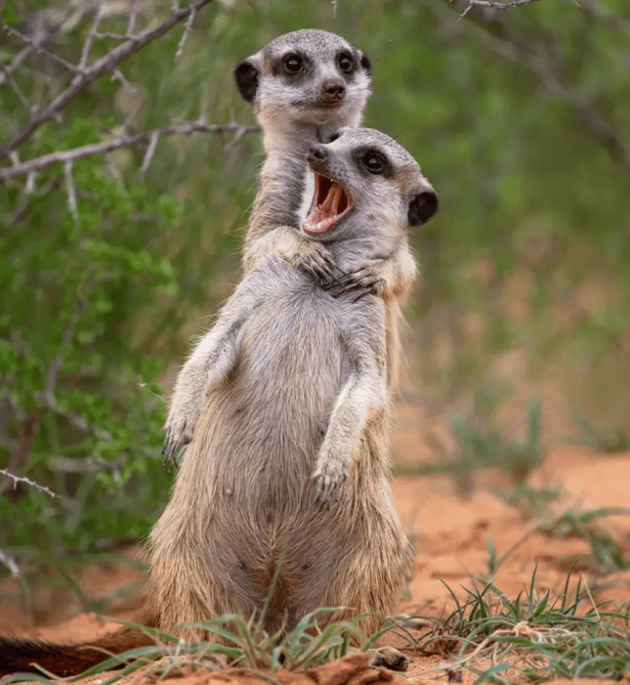 Сурикаты играют